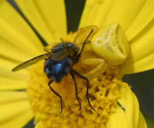 Réf. 247 120 : Thomisus onustus